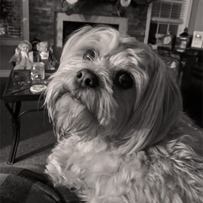 koda-bear Koda Bear